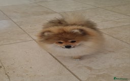 Pomeranian dogs for sale: Stunning Teddy purebreed Russian/Ukrainian poms in Basildon - Image 16