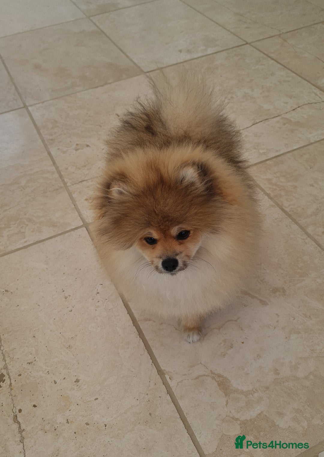 Pomeranian dogs for sale: Stunning Teddy purebreed Russian/Ukrainian poms in Basildon - Image 16