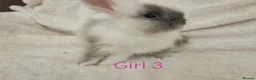 Lionhead rabbits for sale: Double mane lionhead rabbits - Advert 18