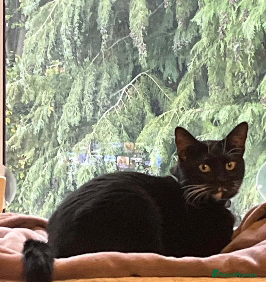Mixed Breed cats for sale: Milo  - Advert 1