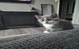 British Shorthair cats for sale: Adorable British Shorthair x Persian Kittens  - Image 32