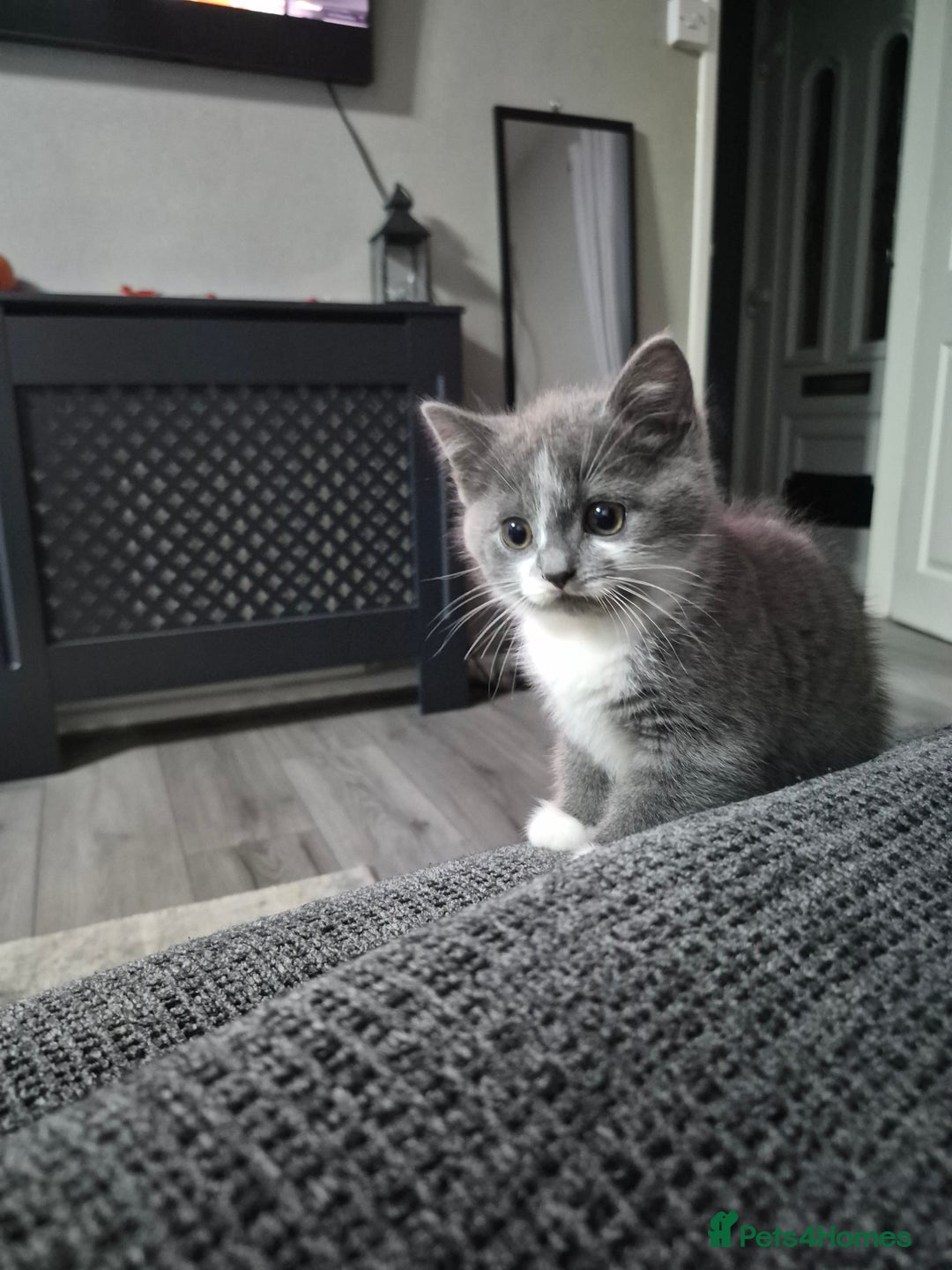 British Shorthair cats for sale: Adorable British Shorthair x Persian Kittens  - Image 32