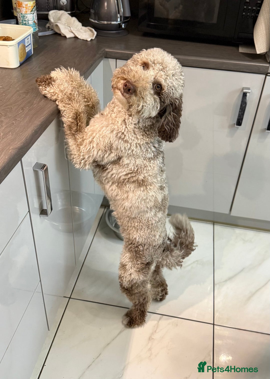 Bernedoodle dogs for sale: Mini Bernedoodle **waiting list** - Image 18