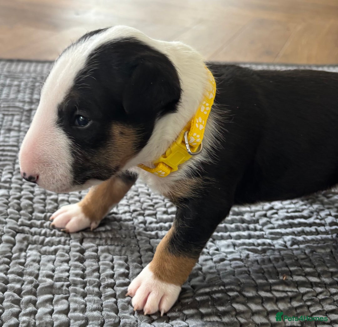 English Bull Terrier dogs for sale: Beautiful English bull terrier  - Image 13