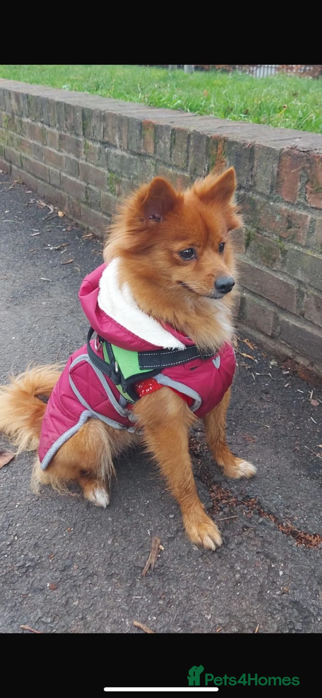 Pomeranian dogs for sale: Beautiful Pomeranian  - Advert 1