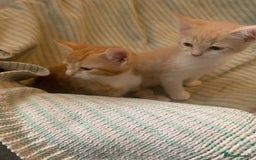 Domestic Shorthair cats for sale: 2 BEAUTIFUL MALE KITTENS AVAILABLE NOW😸 - Image 1