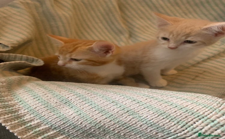 Domestic Shorthair cats - Advert 1