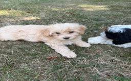 Maltipoo dogs for sale: 🌟 READY NOW 🌟 F1 Maltipoos  - Image 7