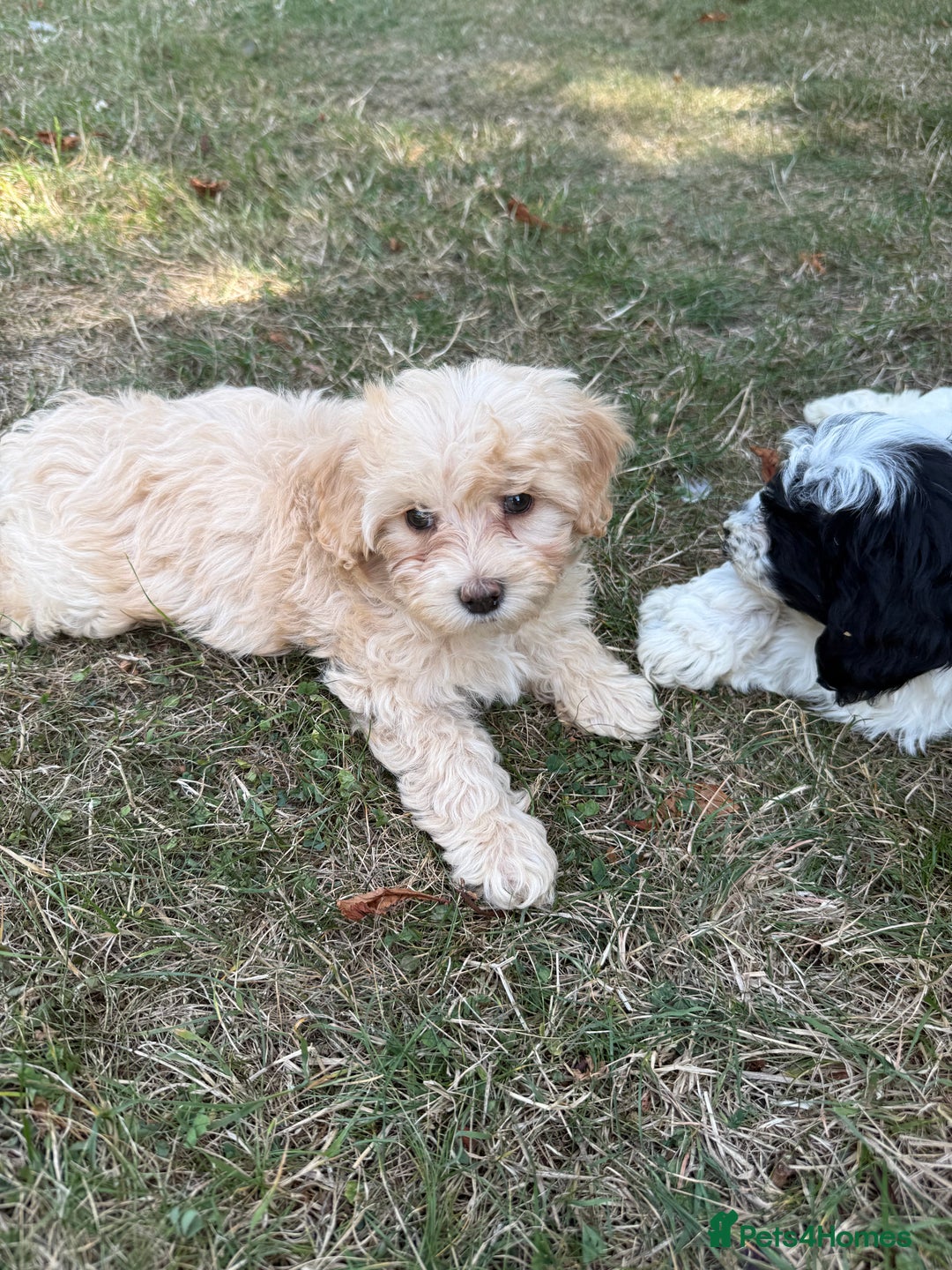 Maltipoo dogs for sale: 🌟 READY NOW 🌟 F1 Maltipoos  - Image 7
