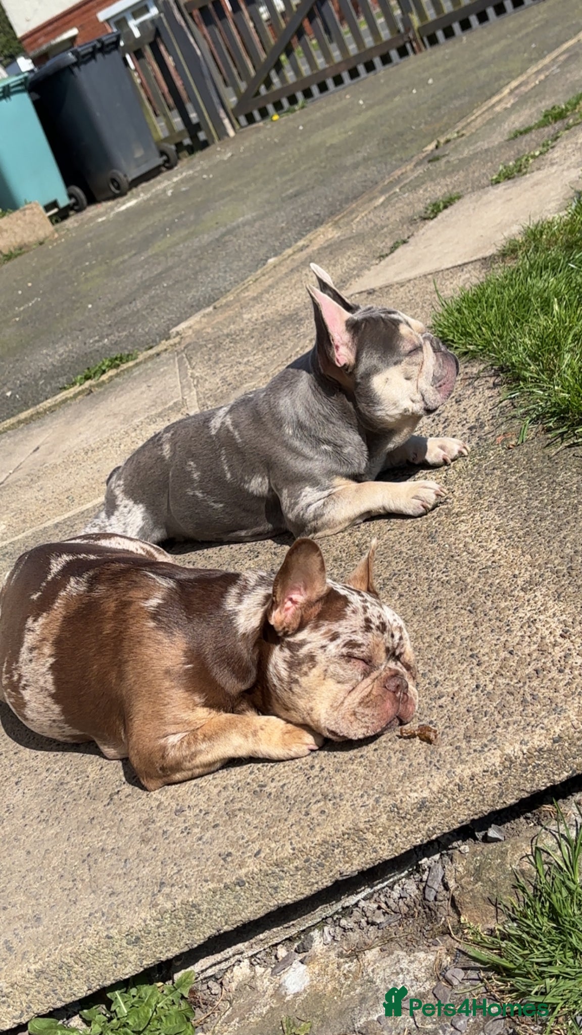 French Bulldog dogs for sale: Pair of merle French Bulldogs - Advert 3