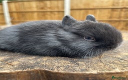 Netherland Dwarf rabbits for sale: Rare Colours Netherland Dwarfs - Image 2