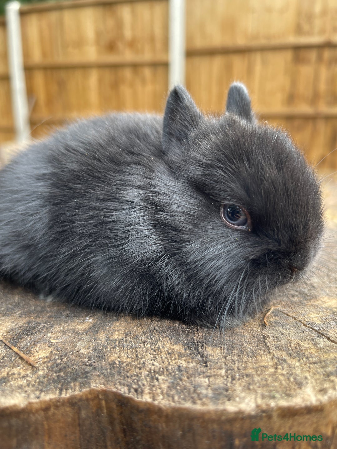 Netherland Dwarf rabbits for sale: Rare Colours Netherland Dwarfs - Image 2