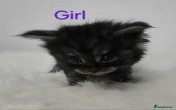 Maine Coon cats for sale: 3 Maine coon kittens. - Image 14
