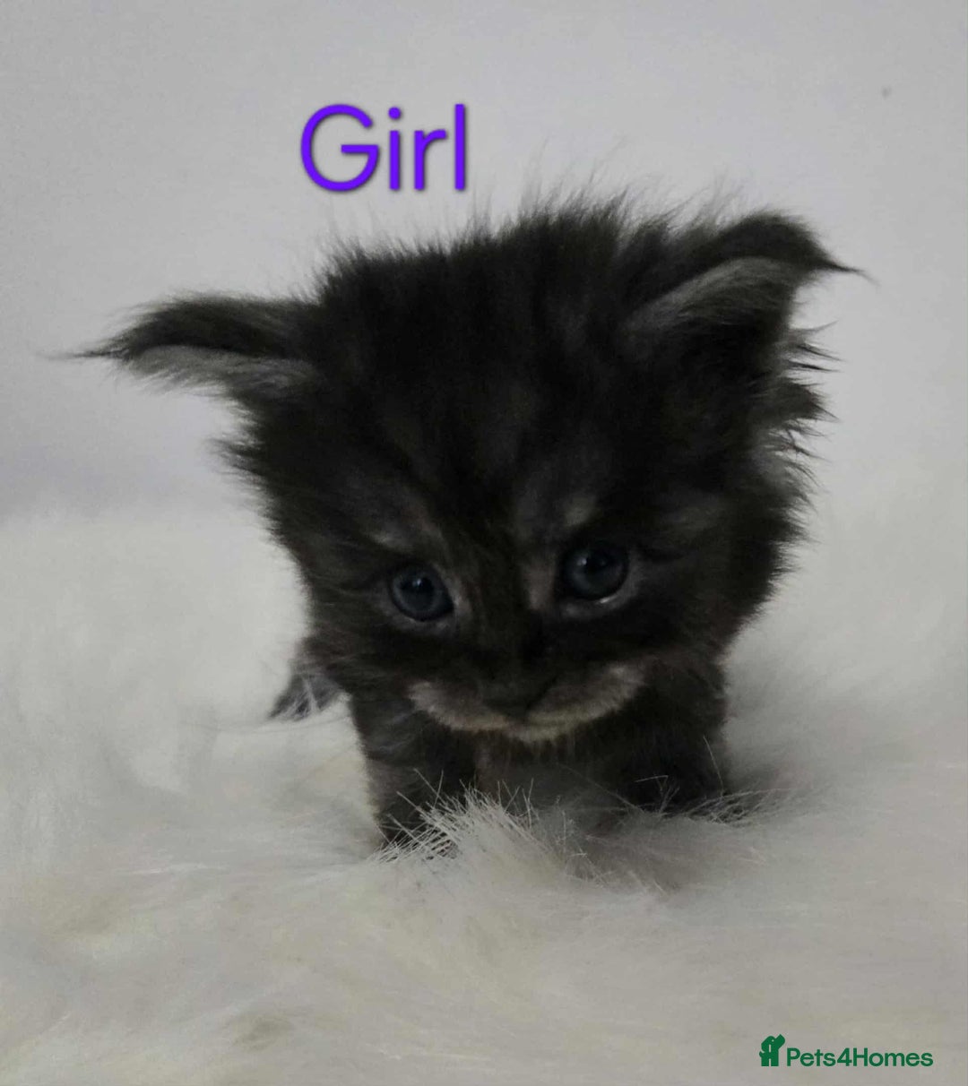 Maine Coon cats for sale: 3 Maine coon kittens. - Image 14