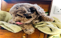 Cavapoochon dogs for sale: F1b Cavapoochon  - Image 23