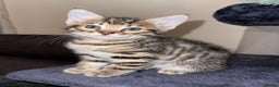 Mixed Breed cats for sale: Bengal mixed kitten  - Advert 4