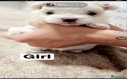 Maltese dogs for sale: Meltis koeran - Image 3