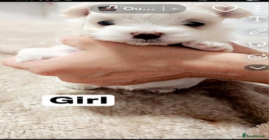 Maltese dogs - Advert 6