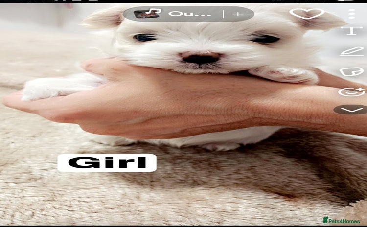 Maltese dogs - Advert 9