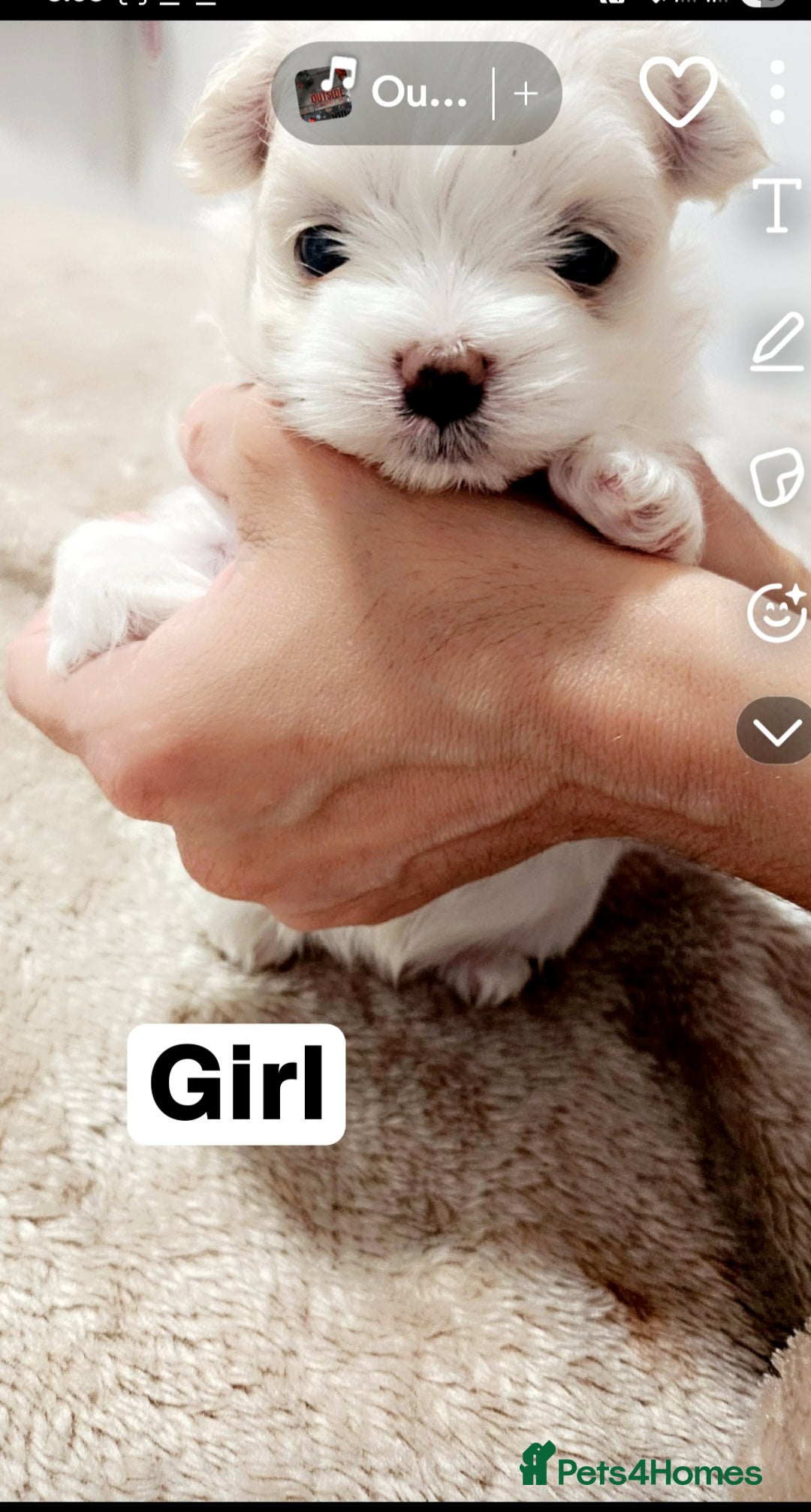 Maltese dogs for sale: Meltis koeran - Image 3