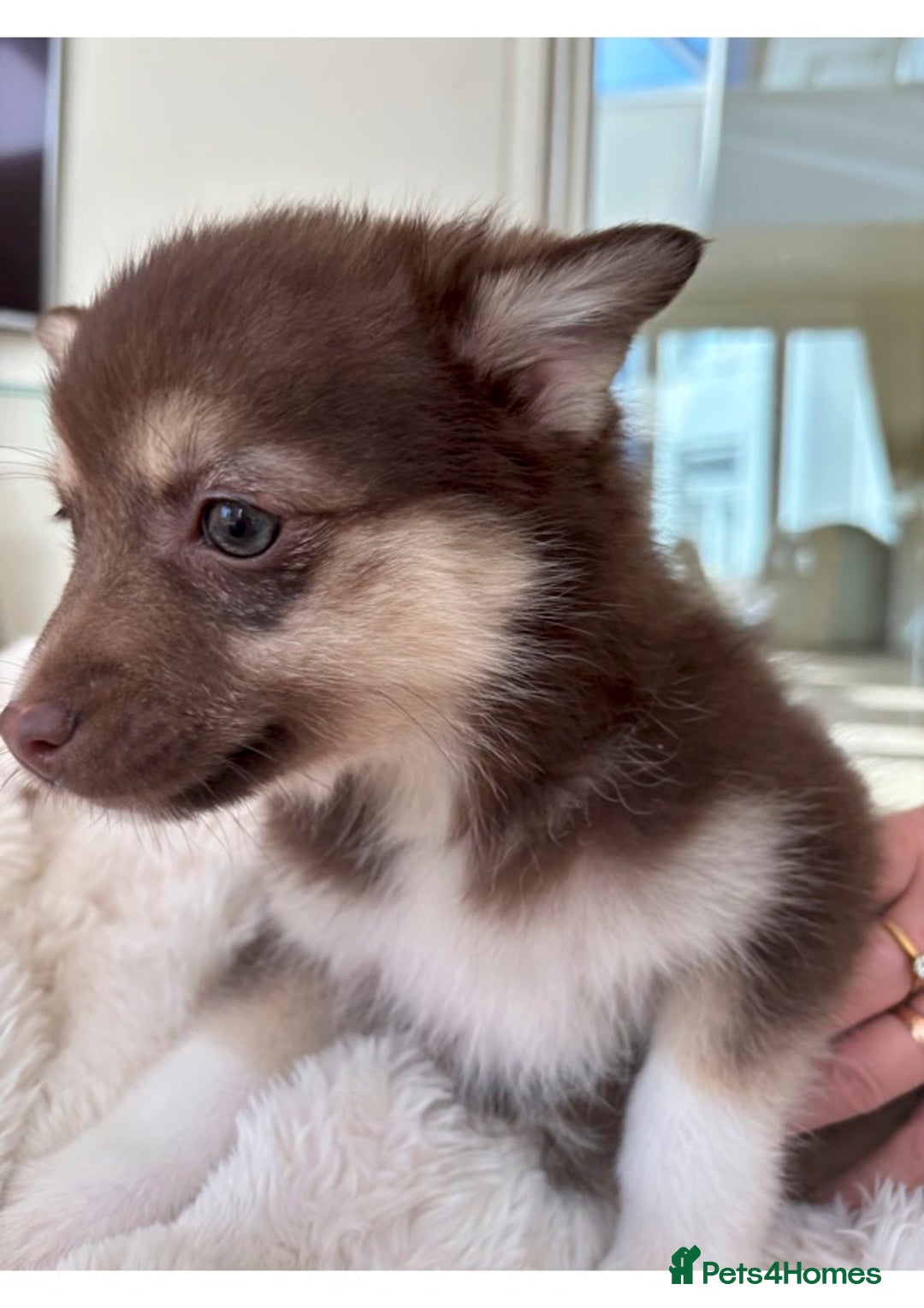 Pomsky dogs for sale: Pomsky Puppies AVAILABLE NOW - Advert 9