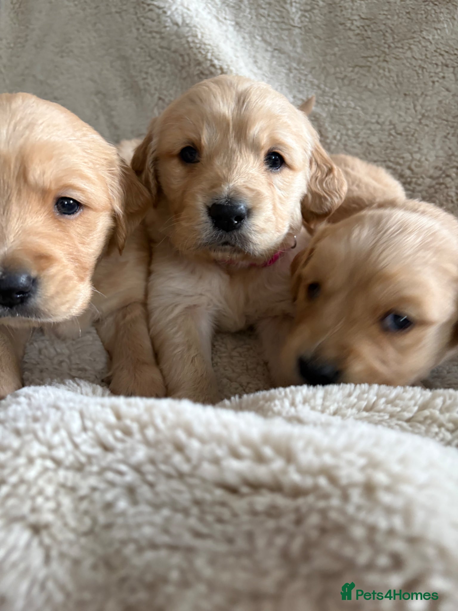 Golden Retriever dogs 🐶Dark golden retriever puppies kc reg🐾boys🦴 - Advert 2