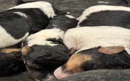 Fox Terrier dogs for sale: Stunning wire fox terrier puppies  - Image 9