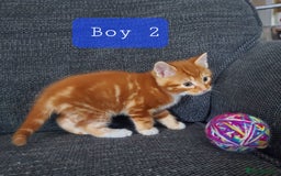Norwegian Forest Cat cats for sale: Norwegian forest cross kittens - Image 7