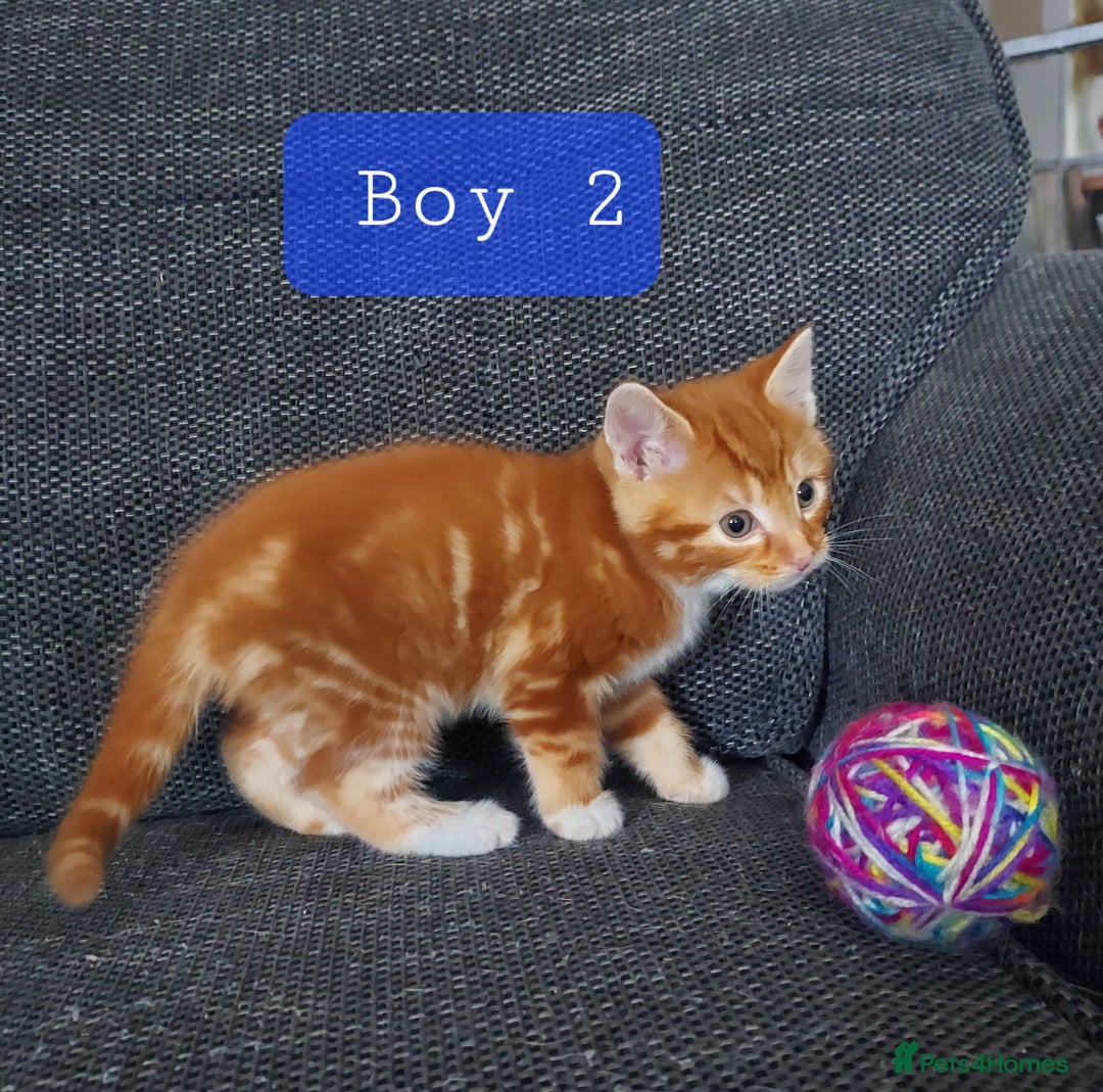 Norwegian Forest Cat cats for sale: Norwegian forest cross kittens - Image 7