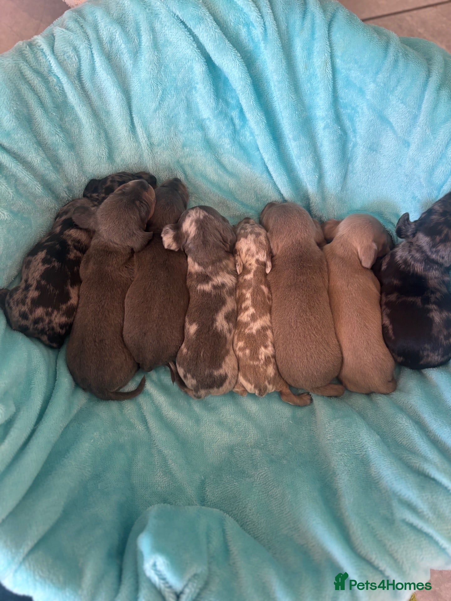 Miniature Dachshund dogs miniture dachshund puppies!! - Advert 1