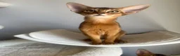 Abyssinian cats for sale: Adorable Abyssinian kittens - Advert 11