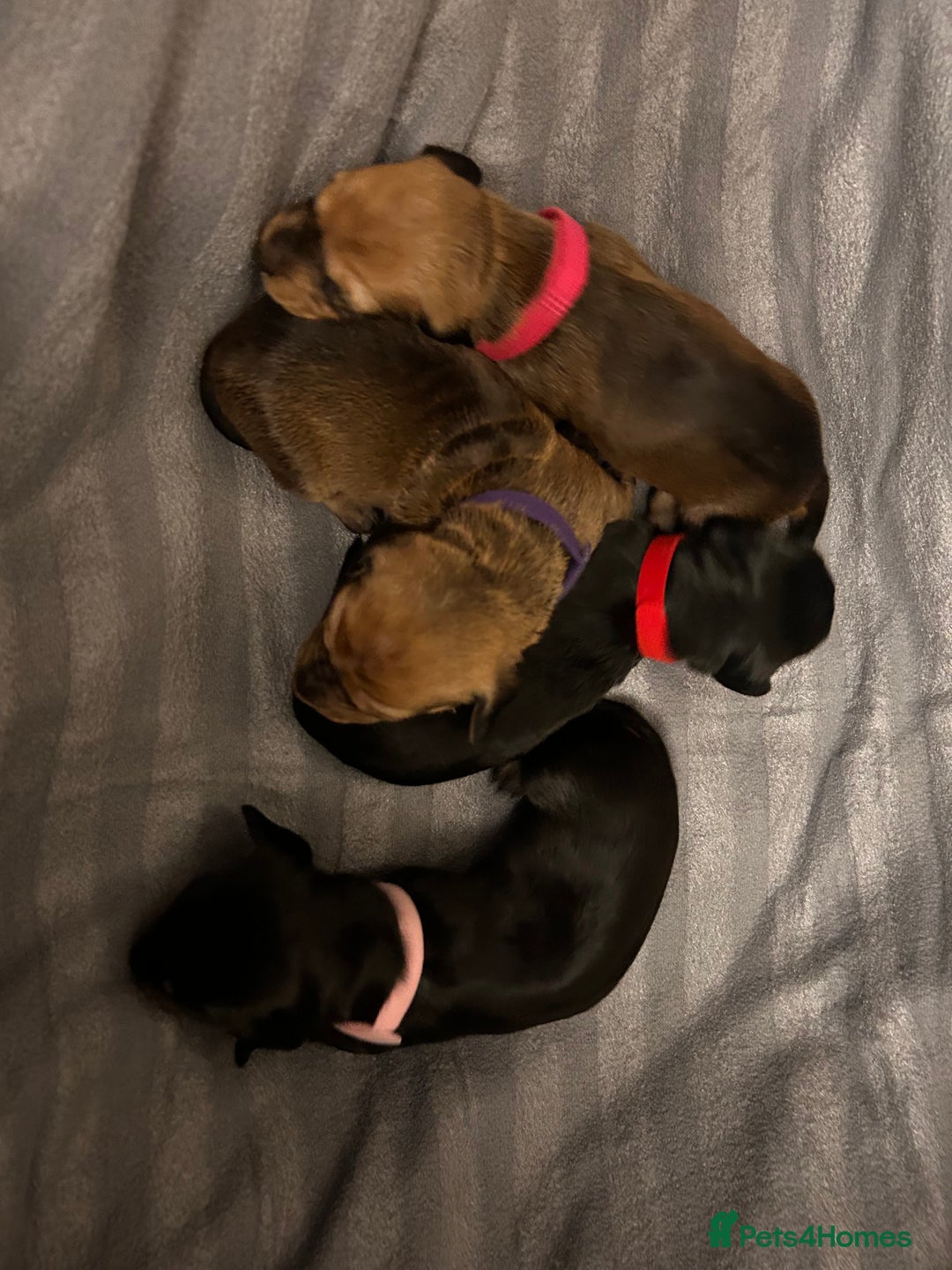 Dachshund dogs for sale: Litter of 8 beautiful dachshund puppies🩵🩷 - Advert 20