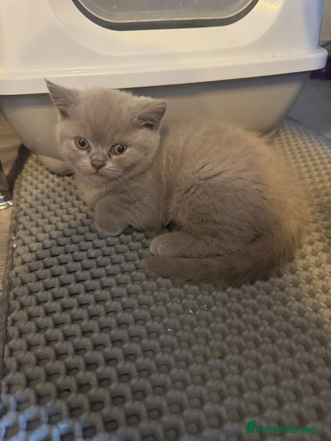 British Shorthair cats for sale: 3 British Shorthair Kittens For Sale - Advert 15
