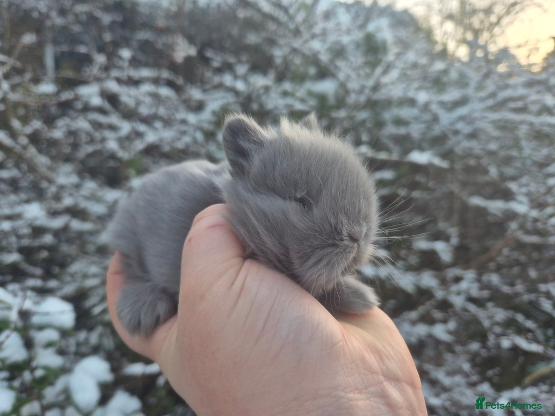 Angora rabbits for sale: 💙 Teddydwerg boy available 💙 - Advert 9