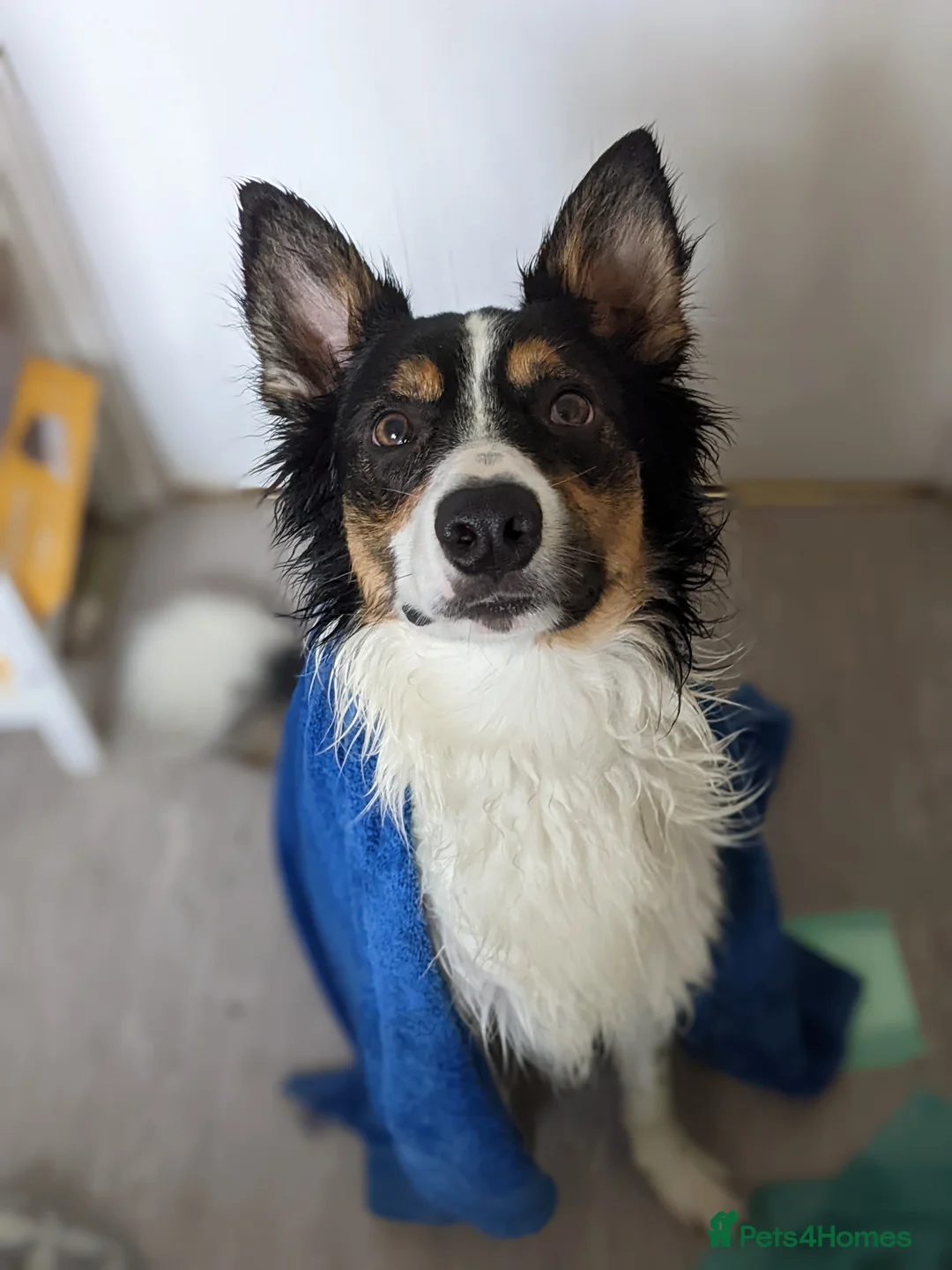 Border Collie dogs for sale: Experienced forever home only  - Advert 16