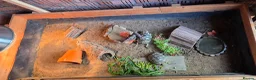 Hermann Tortoise reptiles for sale: 2 lovely Hermann tortoises - Advert 3