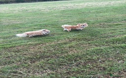 Chihuahua dogs for sale: Champion Line Chihuahua miniature puppies  - Image 7