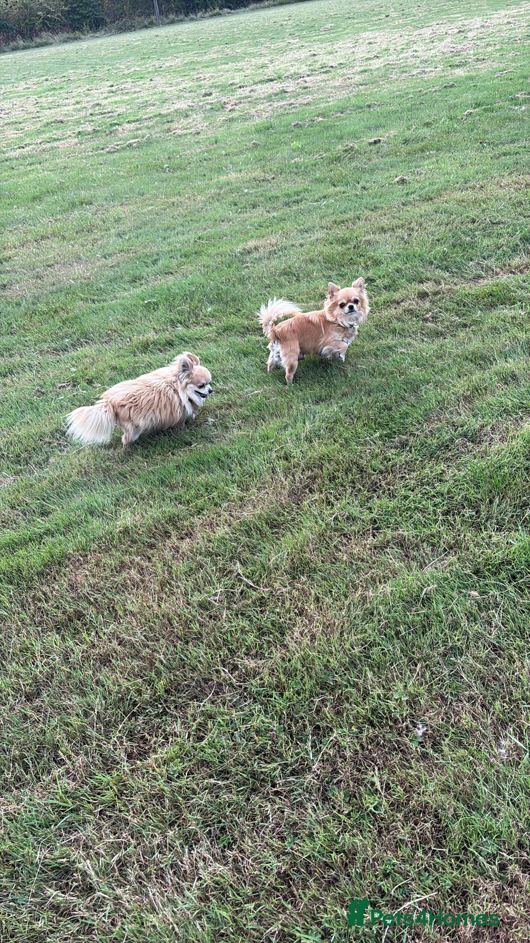 Chihuahua dogs for sale: Champion Line Chihuahua miniature puppies  - Image 7