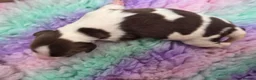 English Springer Spaniel dogs for sale: ⭐️ KC Home Reared Tested Springer Pups ⭐️ - Advert 28
