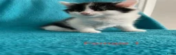 Mixed Breed cats for sale: Kittens for Sale – 4 Mixed Breed Kittens - Advert 12