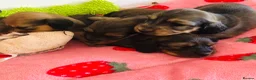 Miniature Dachshund dogs for sale: Miniature Dachshunds Longhaired - Advert 9