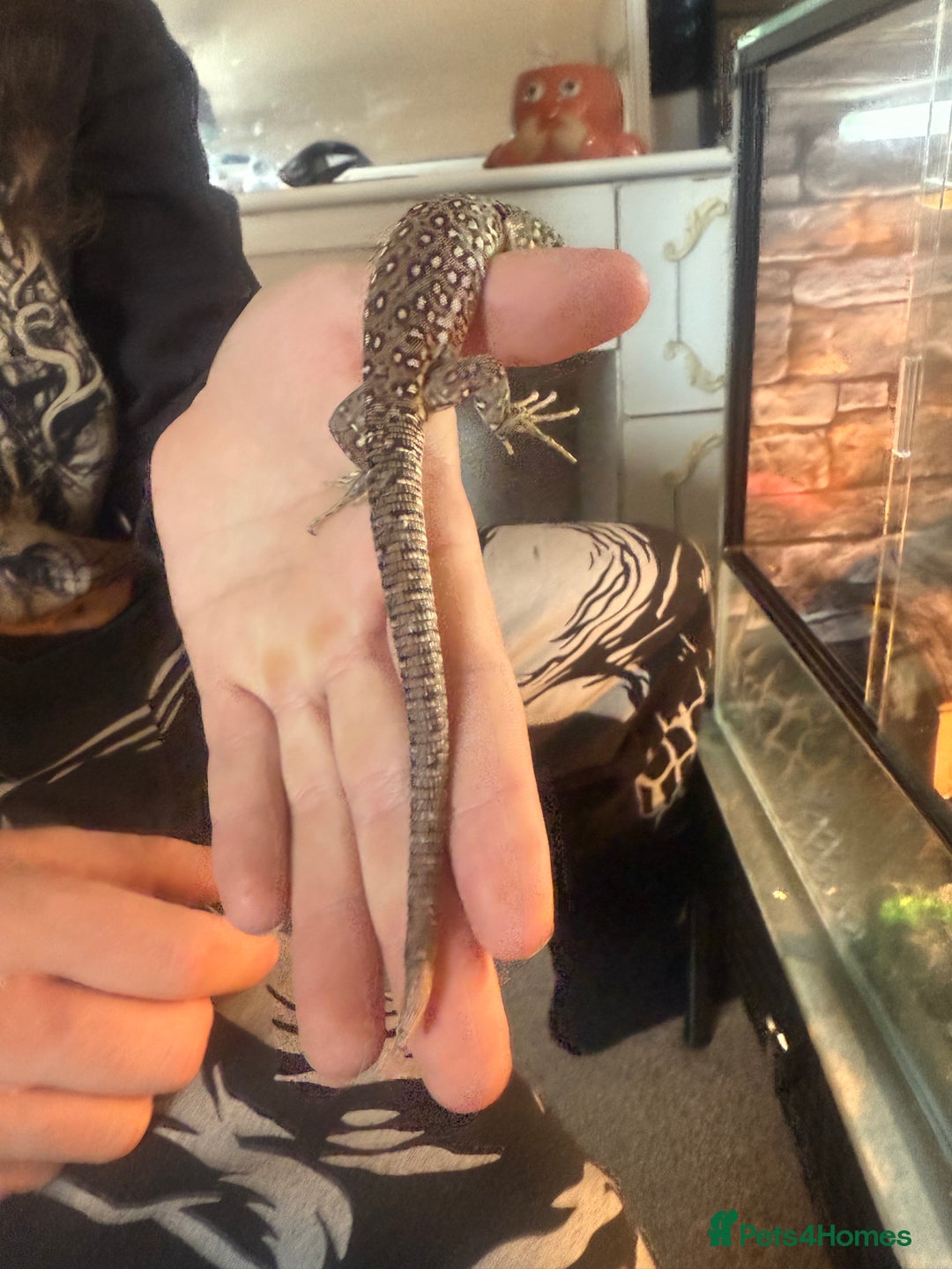 Lizard reptiles for sale: Free jewelled lacertas read description  - Image 5