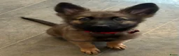 German Shepherd dogs for sale: Beautiful German shepherd cross Belgium shepherd  - Advert 20