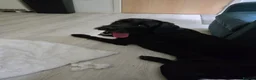 Mixed Breed dogs for sale: Labrador x 8 months old - Advert 3