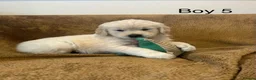 Golden Retriever dogs for sale: KC Registered Golden Retriever Puppies - Advert 8