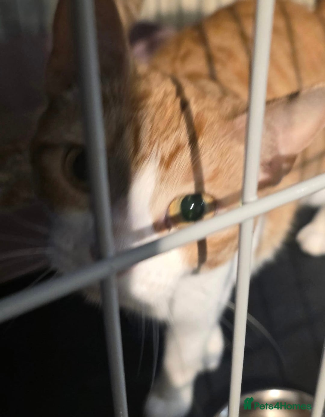 Domestic Shorthair cats for adoption: Meet 3 year old Nova 🐾❤️ - Image 8