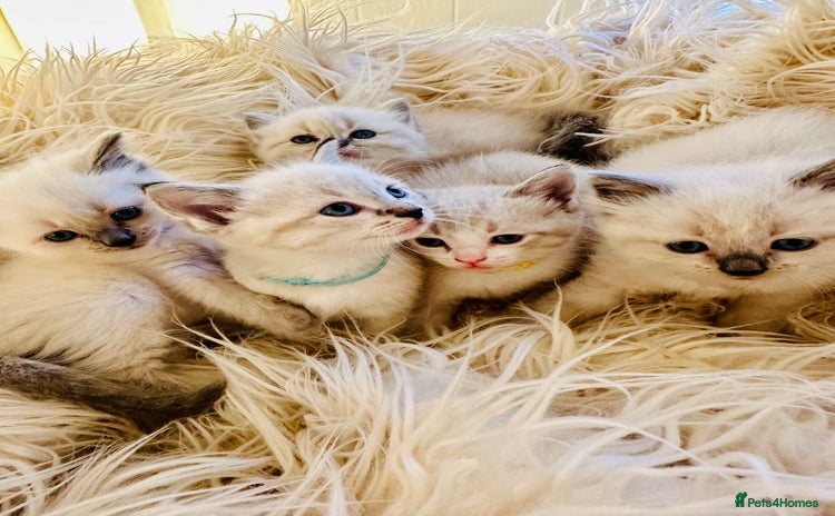 Ragdoll cats - Advert 1