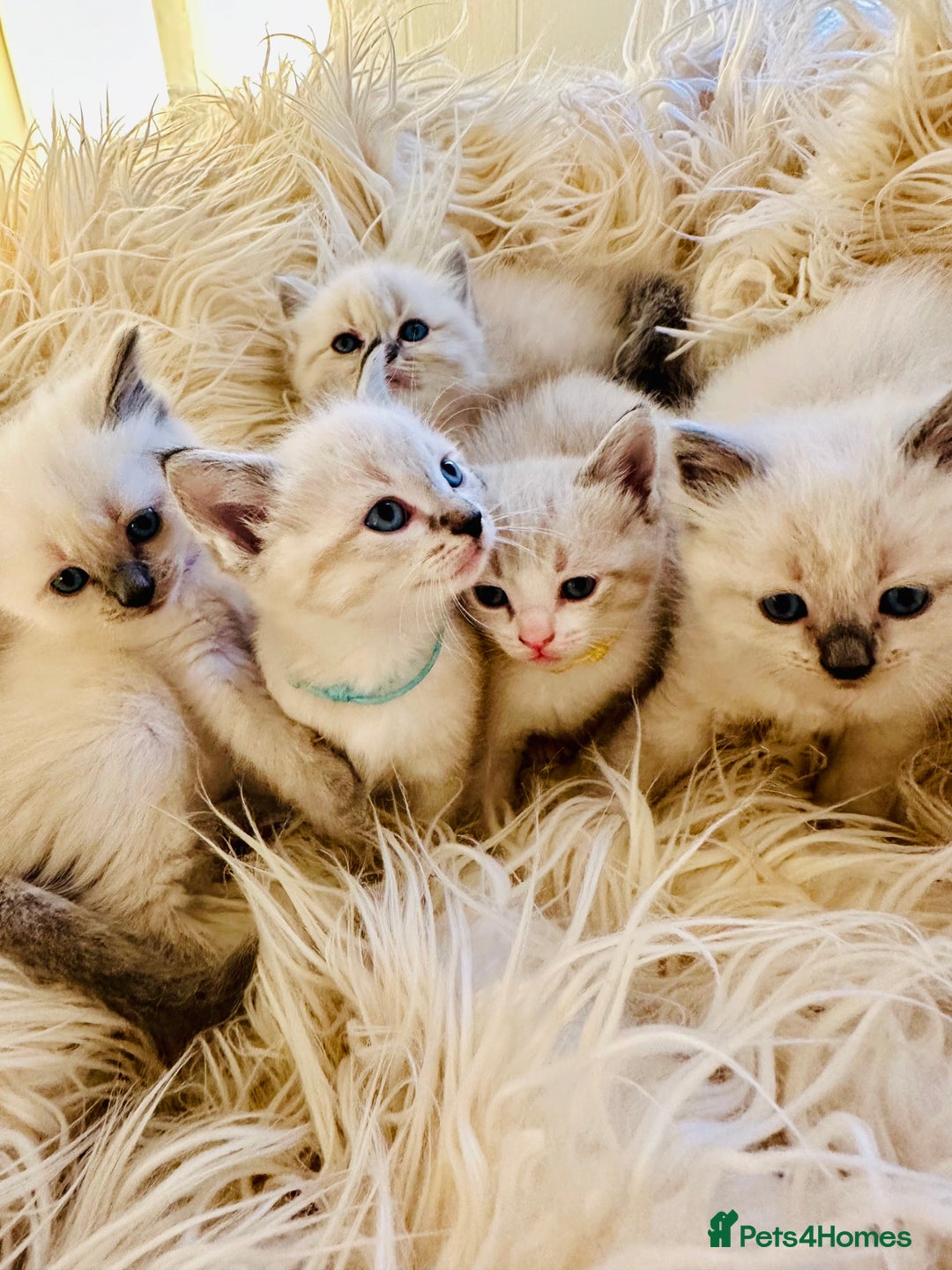 Ragdoll cats for sale: Ragdoll kittens for sale - Image 1