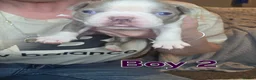 Boston Terrier dogs for sale: 🌸 Blossom's Beautiful Bostons 🌸  - Advert 13