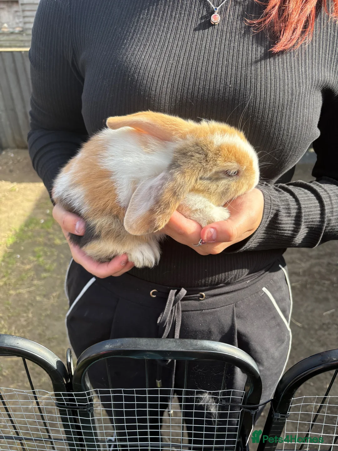 Mini Lop rabbits for sale: Mini lop in Halifax - Advert 22